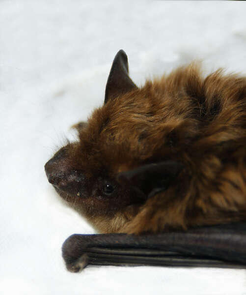 Image of Big Brown Bat