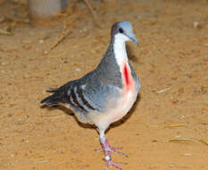 Image of Luzon Bleeding-heart