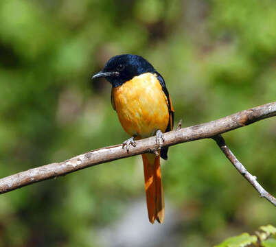 Image of Grey-chinned Minivet