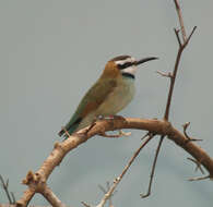 Image of White-throated Bee-eater