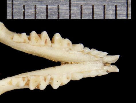 صورة Urotrichus Temminck 1841