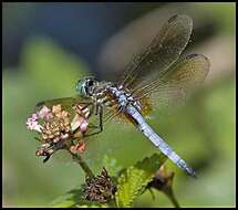 Image of Blue Dasher