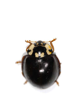 Image of Giant Lady Beetles