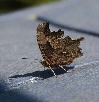 Image of Gray Comma