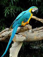Image of Blue-and-yellow Macaw