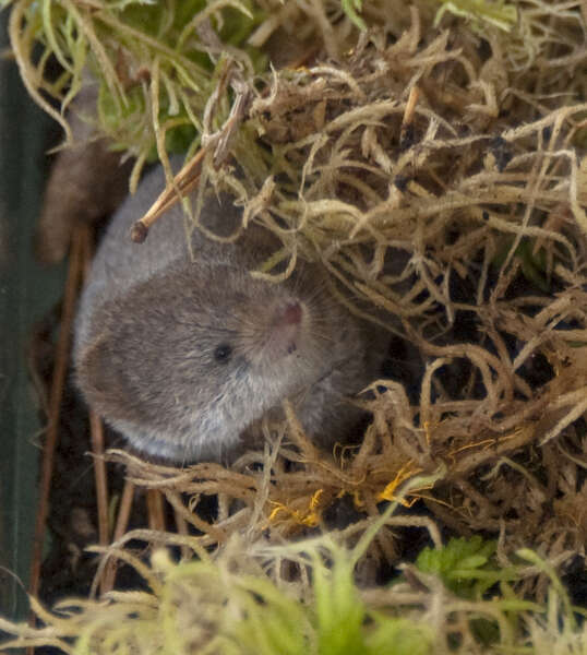 Image of Smoky Shrew