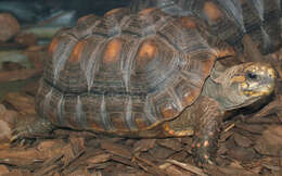 Image of Red-footed Tortoise