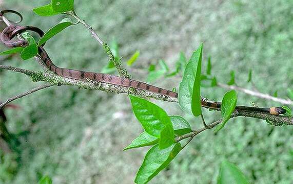 Image of Siphlophis Fitzinger 1843