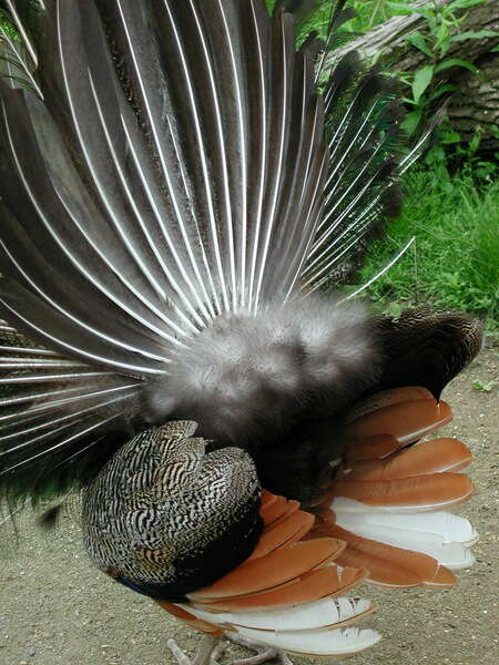 Image of Asiatic peafowl