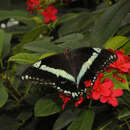 Image of greenbanded swallowtail