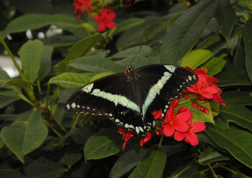 Image of greenbanded swallowtail