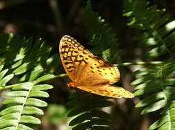 Image of Aphrodite Fritillary