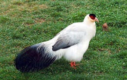 Image of White Eared Pheasant