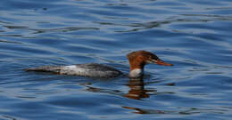 Image of Common Merganser