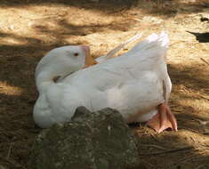 Image of Swan Goose