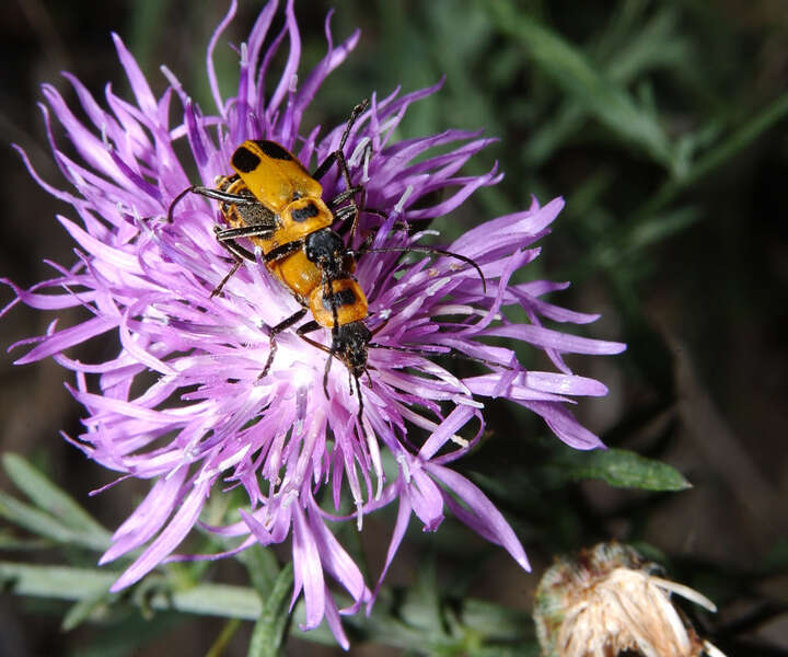 Image of soldier beetle