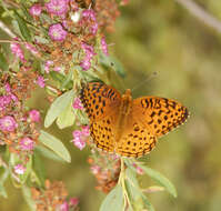 Image of Aphrodite Fritillary