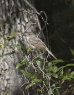 Image of Brown-crested Flycatcher