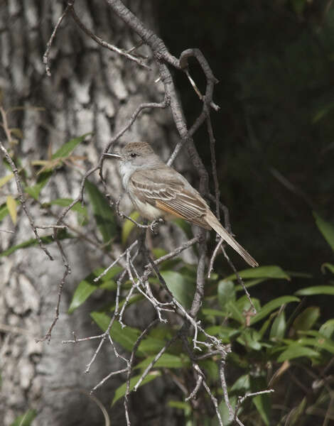 Image of Brown-crested Flycatcher