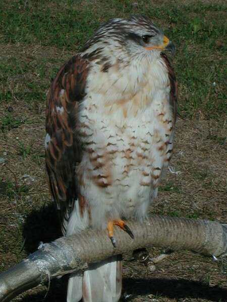 Image of Ferruginous Hawk