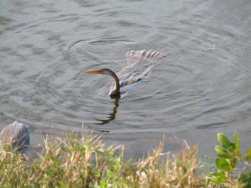 Image of anhingas and darters