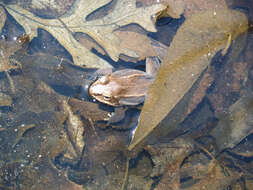 Image of Wood Frog