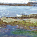 Image of Snowy Egret