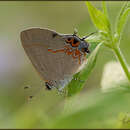 Image of Red-banded Hairstreak