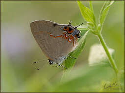 Image of Red-banded Hairstreak