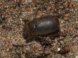 Image of Sylvetta Arugula