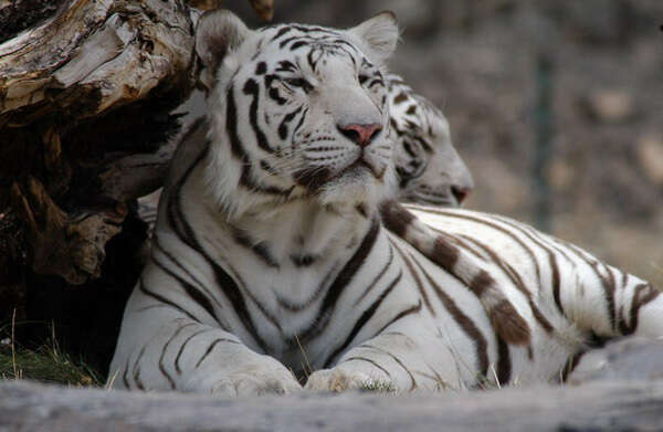 Imagem de tigre