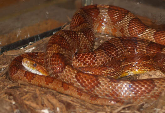 Image of Rat snakes