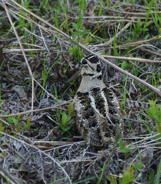 Image of American Woodcock