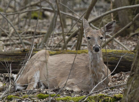 Image de Cerf de Virginie