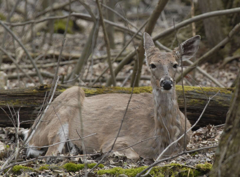 Image of White-tailed deer