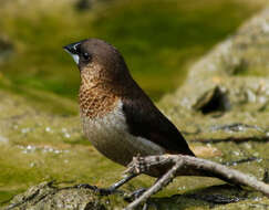 Image of White-rumped Munia