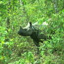 Слика од индиски носорог