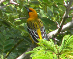 Image de Oriole à dos rayé