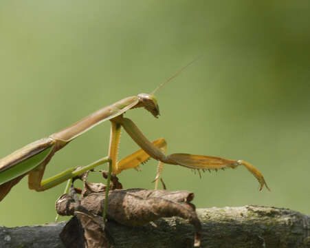 Mantis resmi