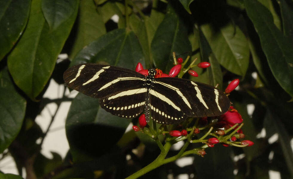 Image of Zebra Longwing