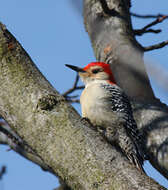 Image of Red-bellied Woodpecker