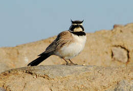 Plancia ëd Eremophila alpestris (Linnaeus 1758)