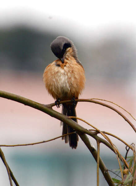 Image of Long-tailed Shrike