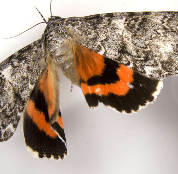 Image of Once-married Underwing