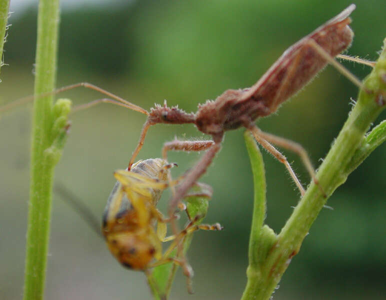 Image of Spined Assassin Bug