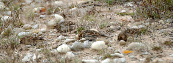 Image of Lapland Bunting