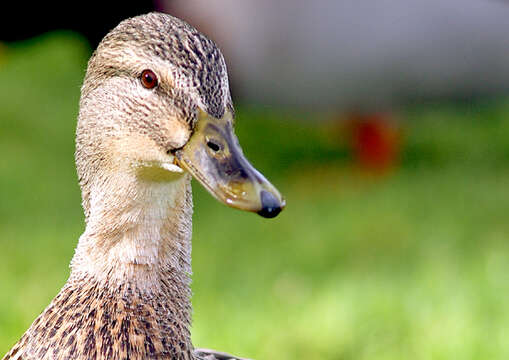 Image de Canard colvert