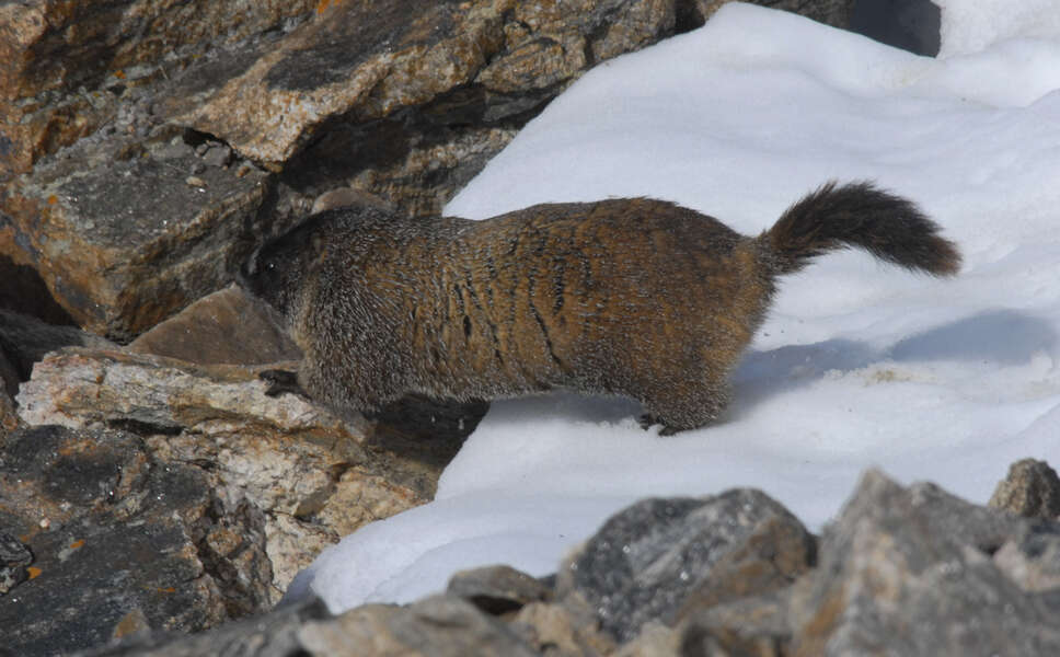 صورة Marmota subgen. Petromarmota Steppan et al. 1999