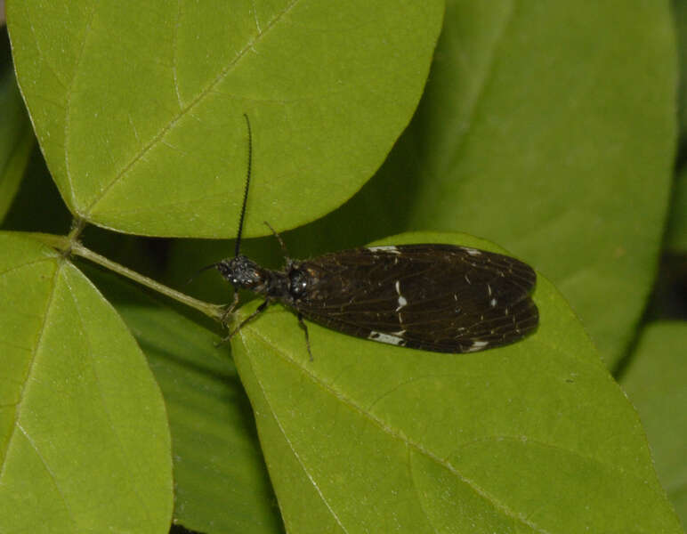 Image of Dark Fishflies
