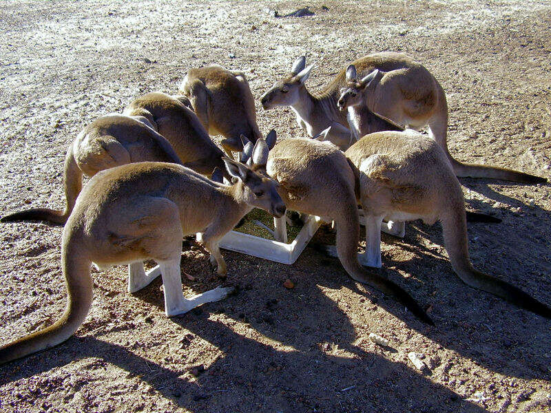 Macropus fuliginosus (Desmarest 1817) resmi